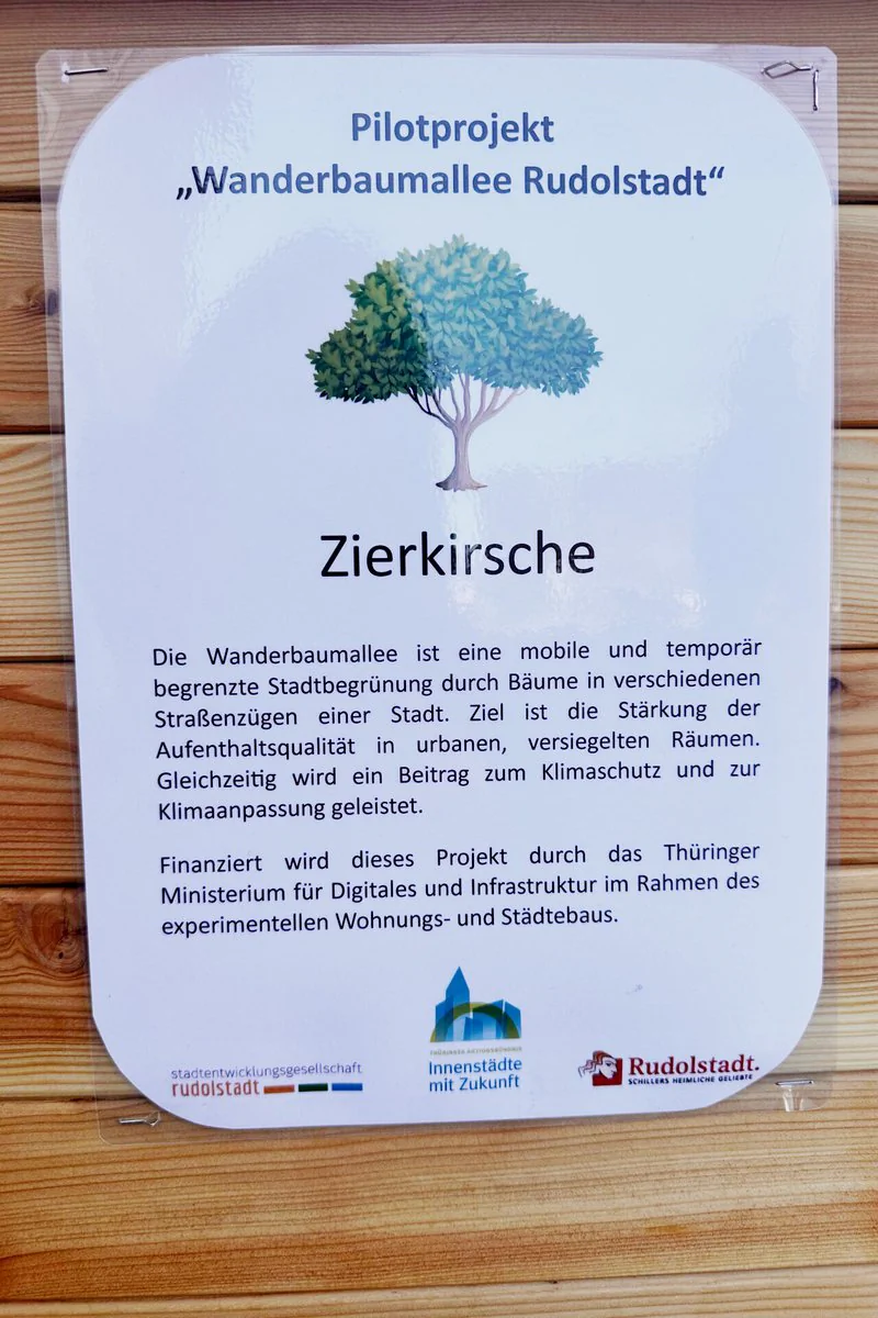 Ein Informationsblatt zum Baum in der Wanderbaumallee 